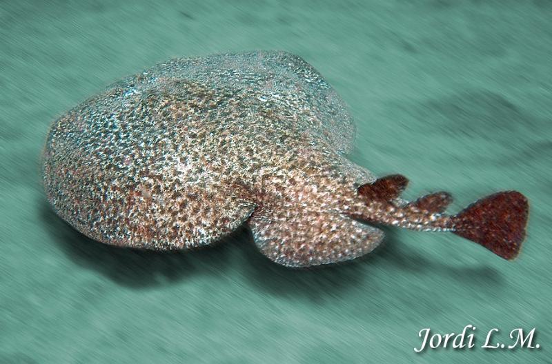 Torpedo tembladera ( torpedo marmorata ).jpg